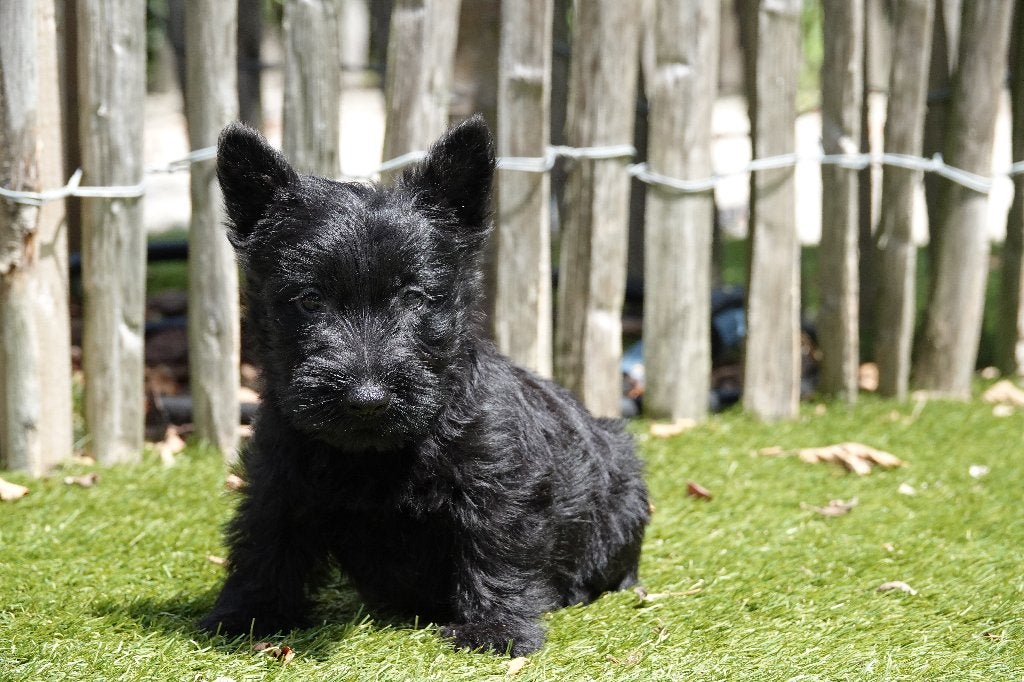 Prachtige Schotse Terriër pup, met stamboom, Dieren en Toebehoren, Parvo, België, Overige rassen, 8 tot 15 weken