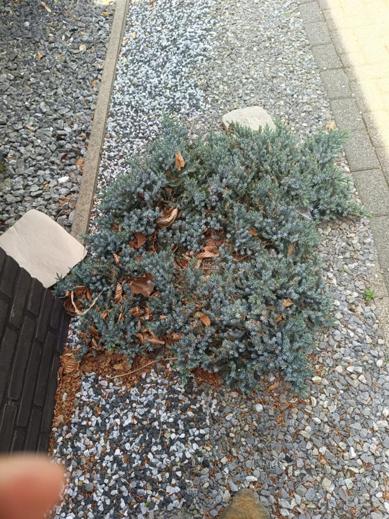 Diverse Coniferen voor Tuin en Terras, Volle zon, Vaste plant, Bloeit niet, Ophalen