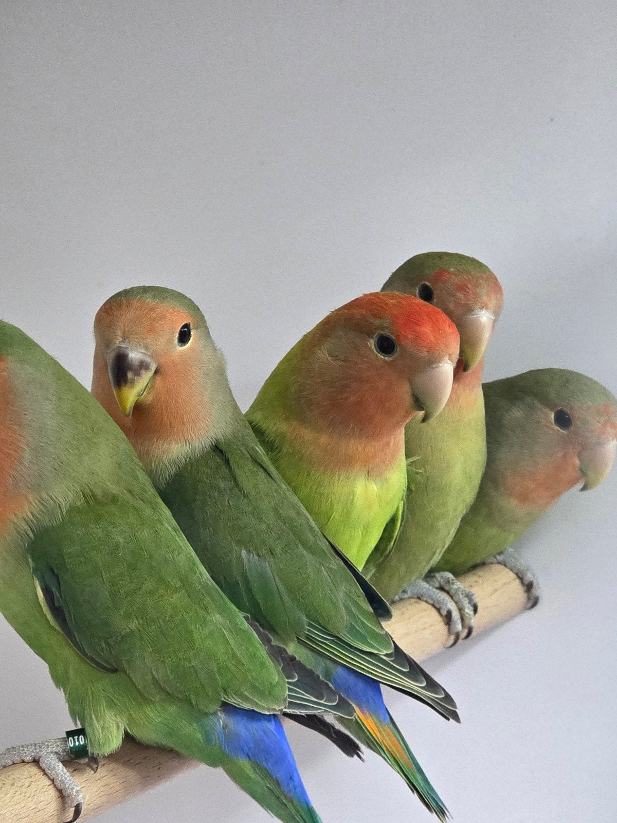 jongen roseicollis 2026, Meerdere dieren, Dwergpapegaai of Agapornis