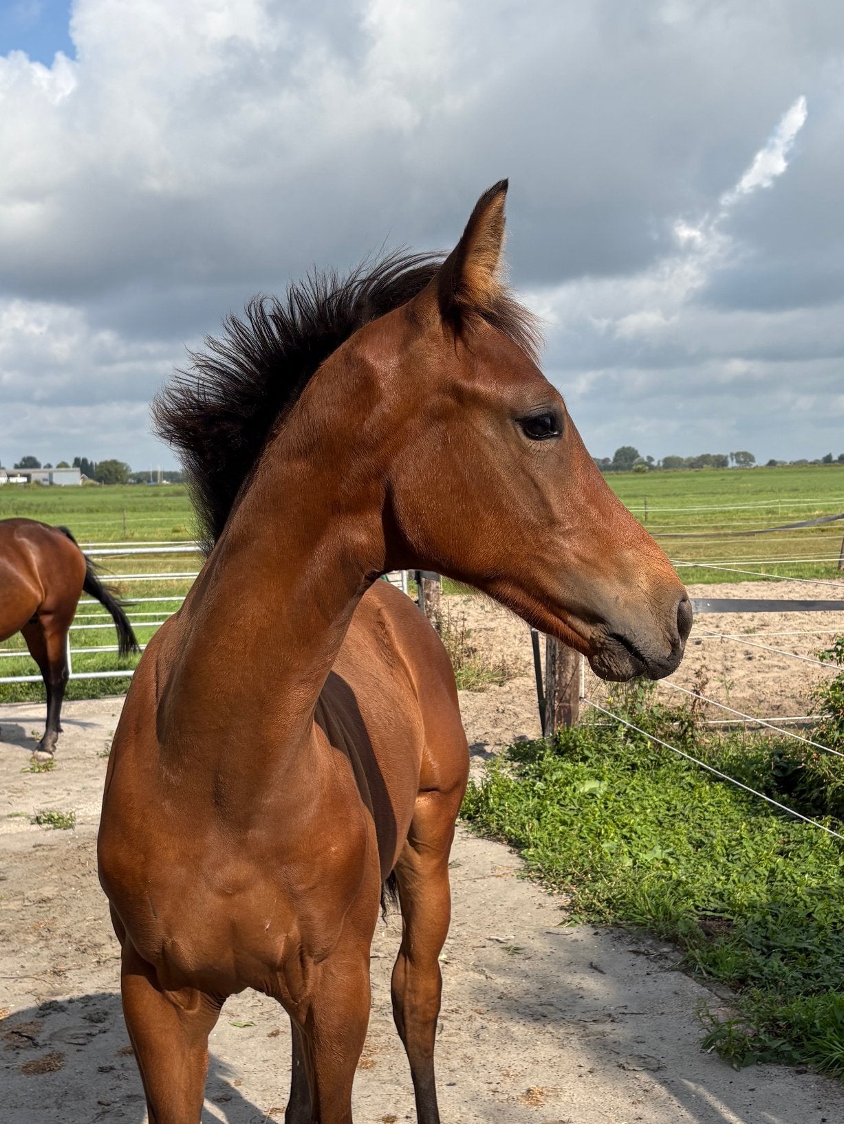 Mooi dressuur hengst veulen uit topsport stam, Hengst, Dressuurpaard, 0 tot 2 jaar