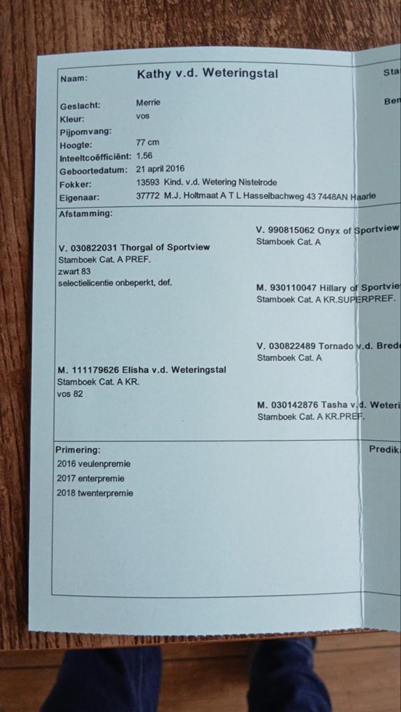 Mooie 10-jarige dekmerrie met stamboek, Dieren en Toebehoren, Pony's, Merrie, Met stamboom, Niet van toepassing, A pony (tot 1.17m)
