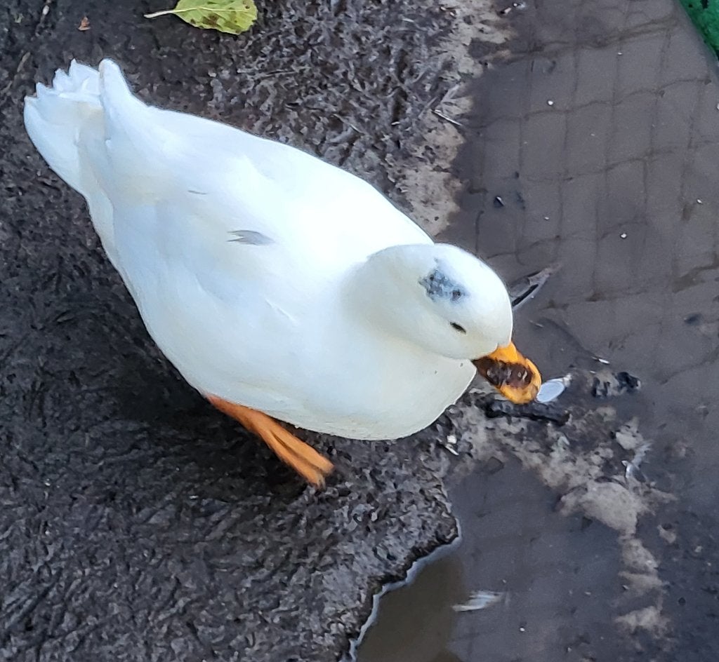​kwaker woerd man eend eenden kwakers kwakertje, Dieren en Toebehoren, Mannelijk, Eend