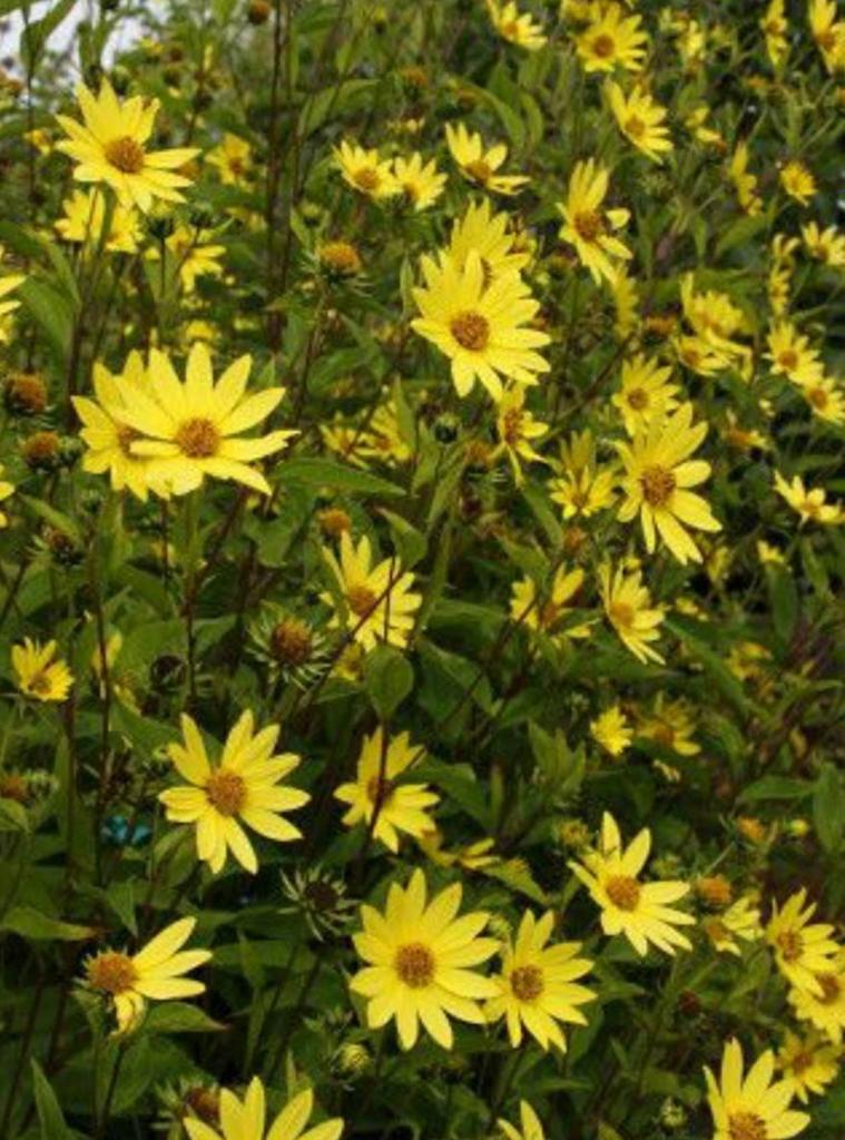 Vaste zonnebloemen, Tuin en Terras, Planten | Tuinplanten, Ophalen of Verzenden, Zomer, Vaste plant, Volle zon