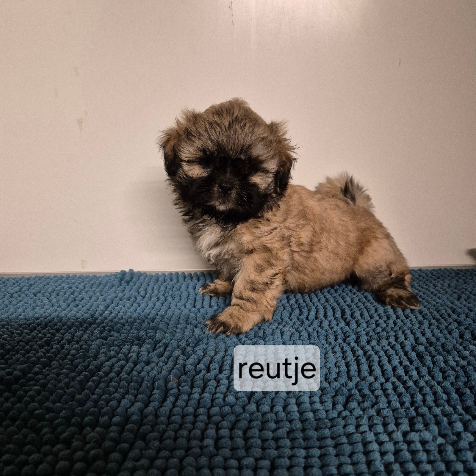 super lieve unieke kleurtjes raszuivere shih tzu pups, Overige rassen, 8 tot 15 weken, Meerdere, Meerdere dieren
