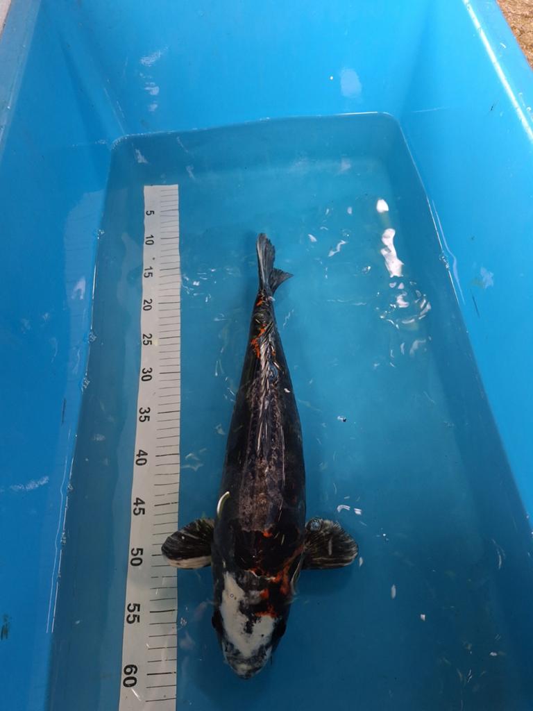 Doitsu beni kikuryu 46 cm, Karper of Koi