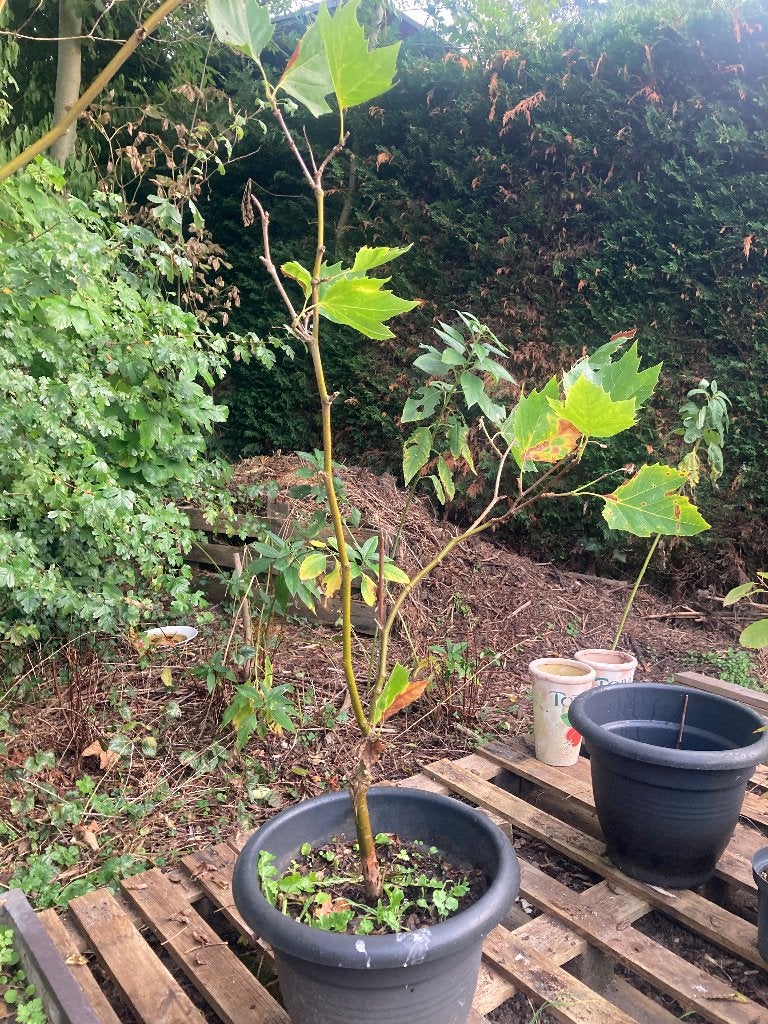 Plataan in pot 110 cm hoog, Overige soorten, Minder dan 100 cm, Ophalen, Volle zon