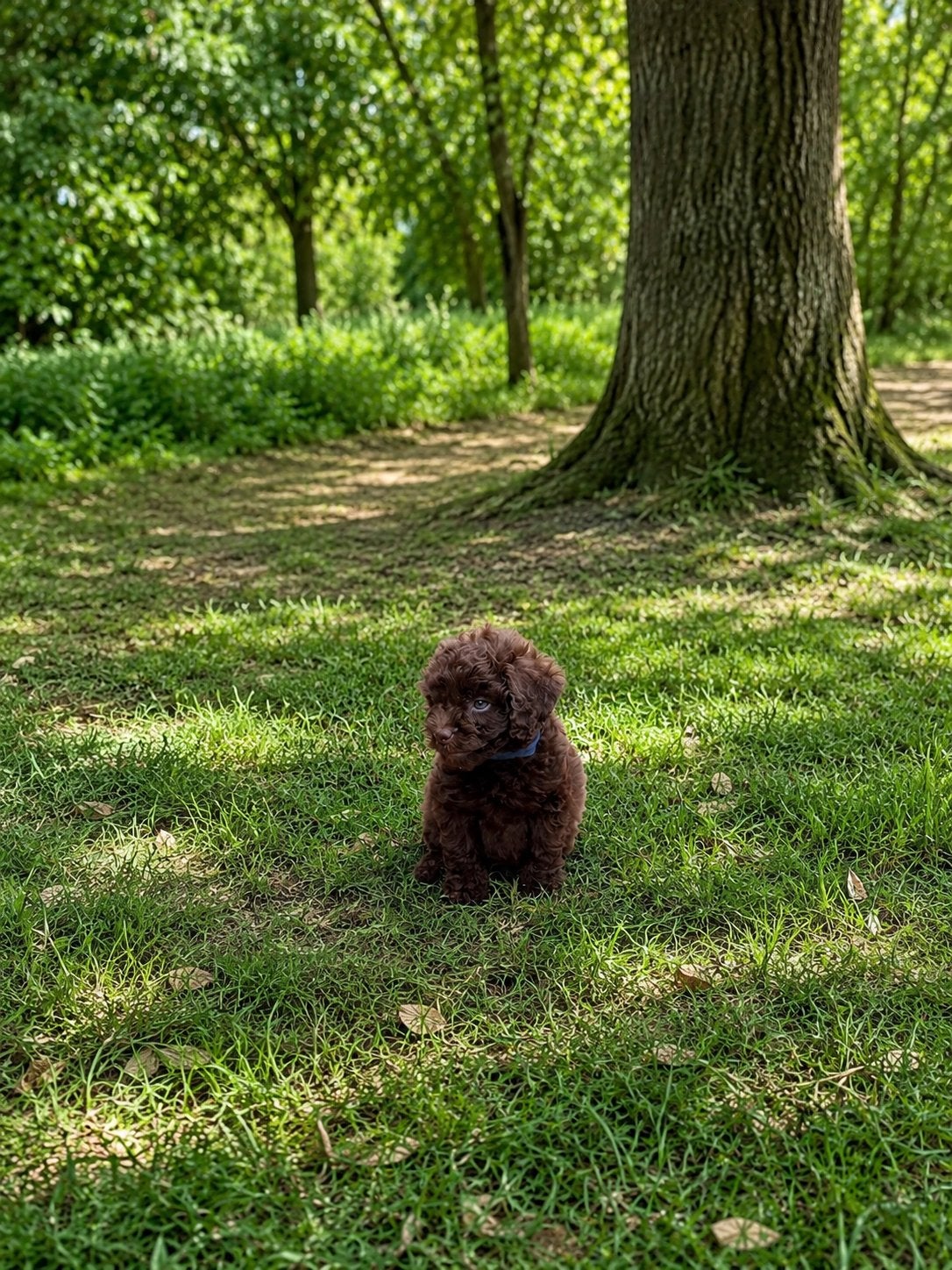 Maltipoo Pups X Toy poedel laatste reutje 🐶, Dieren en Toebehoren, Honden | Niet-rashonden, 8 tot 15 weken, Parvo, Meerdere, Meerdere dieren