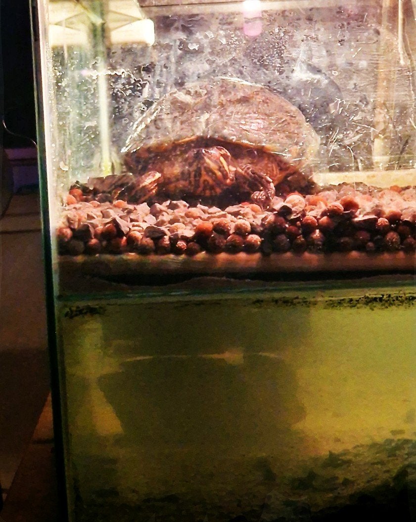 Geelbuikschildpad (groot) GRATIS Turtle - unknown for sale from jmetaal