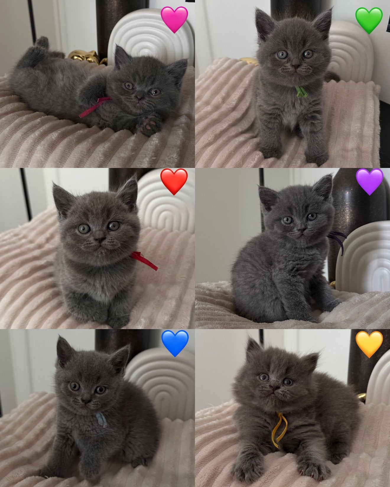 Britse korthaar kittens, Meerdere dieren, Gechipt, 0 tot 2 jaar