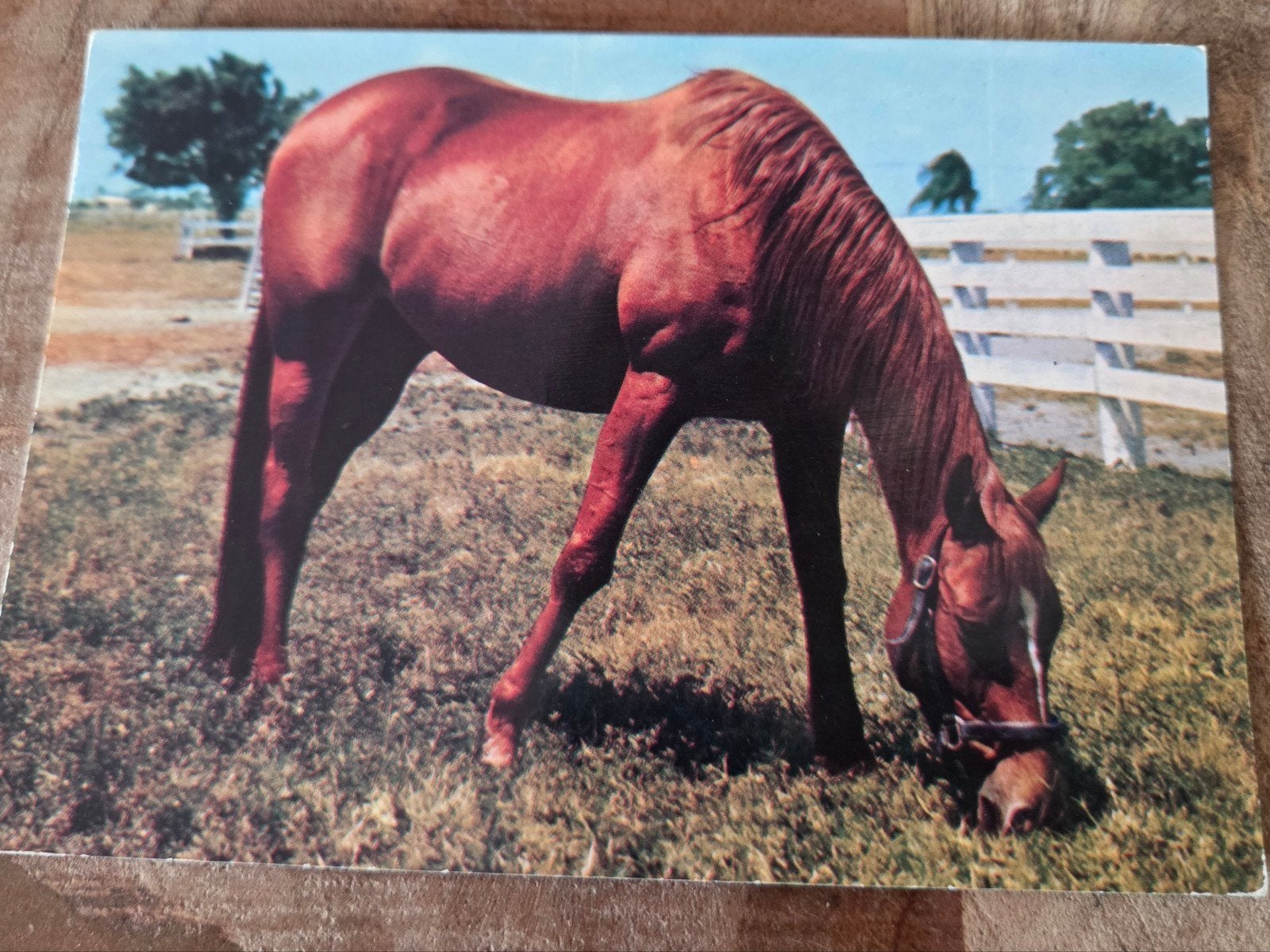 Vintage Ansichtkaart: Grazend Paard (1985), Verzamelen, Verzenden, 1980 tot heden, Gelopen, Paard