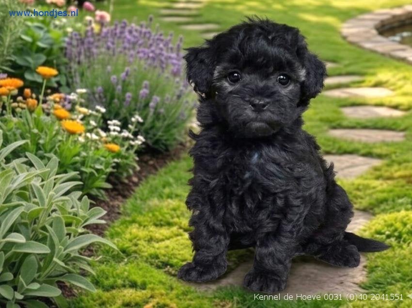 Puppy’s van Kennel de Hoeve Valkenswaard, Dieren en Toebehoren, Honden | Chihuahua's en Gezelschapshonden, Parvo, Nederland, Overige rassen