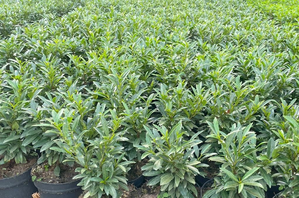 Laurier 'Sofia' Smalblijvend, geschikt als Buxusvervanger!🪴, Tuin en Terras, Planten | Struiken en Hagen, Ophalen, Laurier, Haag