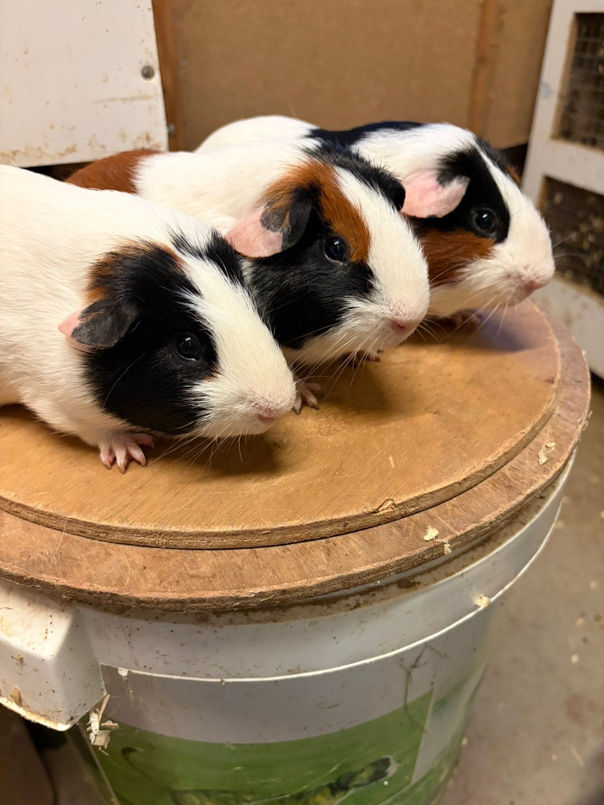 Beren trio, Dieren en Toebehoren, Knaagdieren, Maart, Mannelijk, Cavia