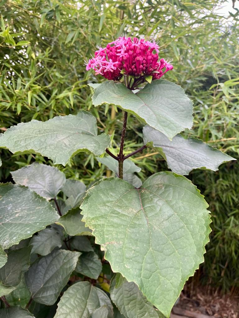 Clerodendrum bungei • Pindakaasplant, Overige soorten, Volle zon, Vaste plant, Ophalen of Verzenden