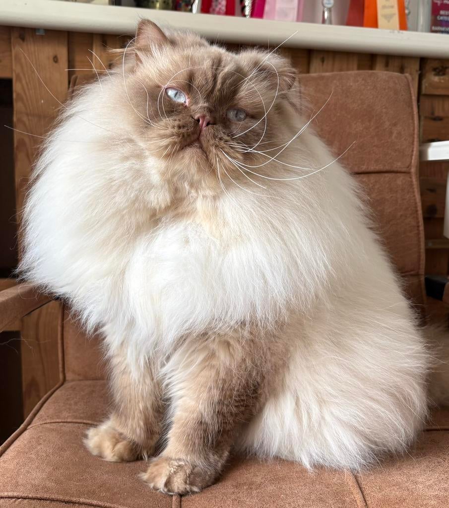 Brits Langhaar cinnamon point dekkater (niet te koop)