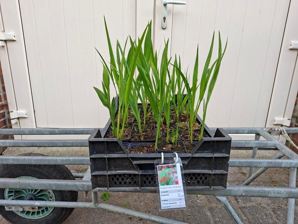 Mooie Crocosmia 'Lucifer' (Montebretia) in pot!, Tuin en Terras, Bloembollen en Zaden, Ophalen, Volle zon