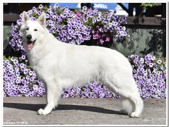 Nestje verwacht van Zwitserse herder(met geweldige stamboom), Dieren en Toebehoren, Honden | Herdershonden en Veedrijvers, Fokker | Hobbymatig