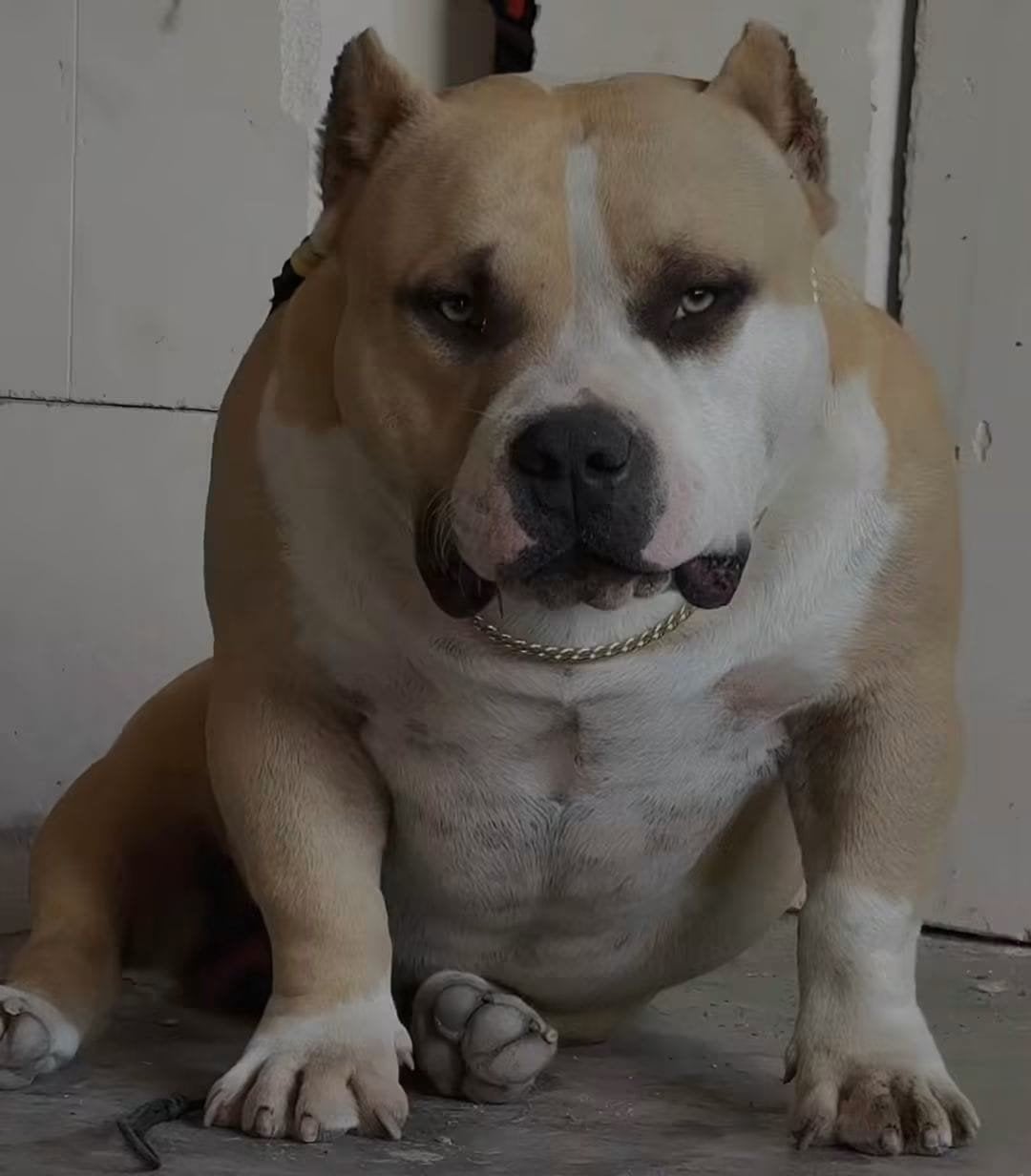 American bully pocket, 15 weken tot 1 jaar, Parvo, Eén hond, Nederland
