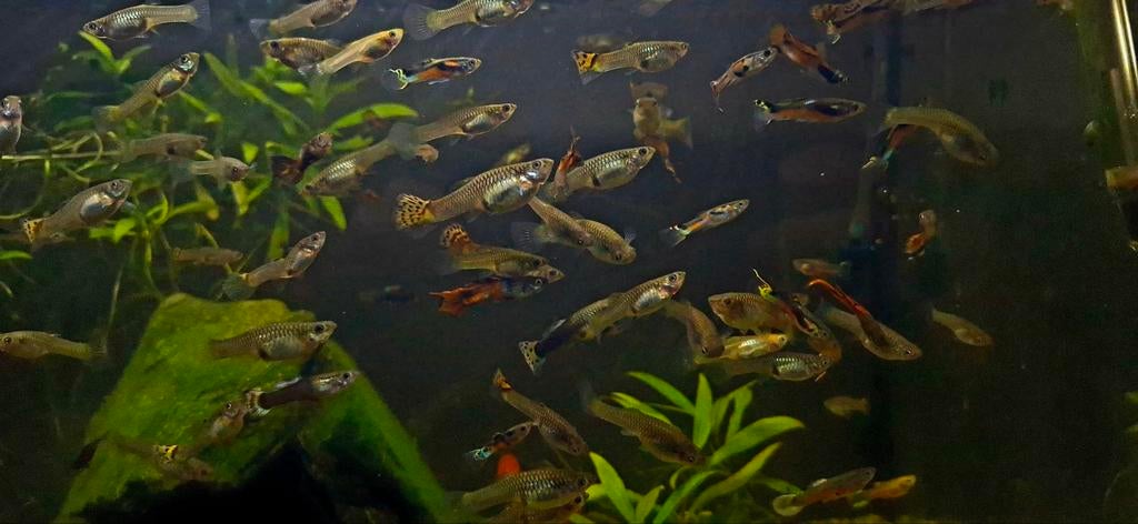 Endler guppies - siervissen - aquarium vissen, Vis
