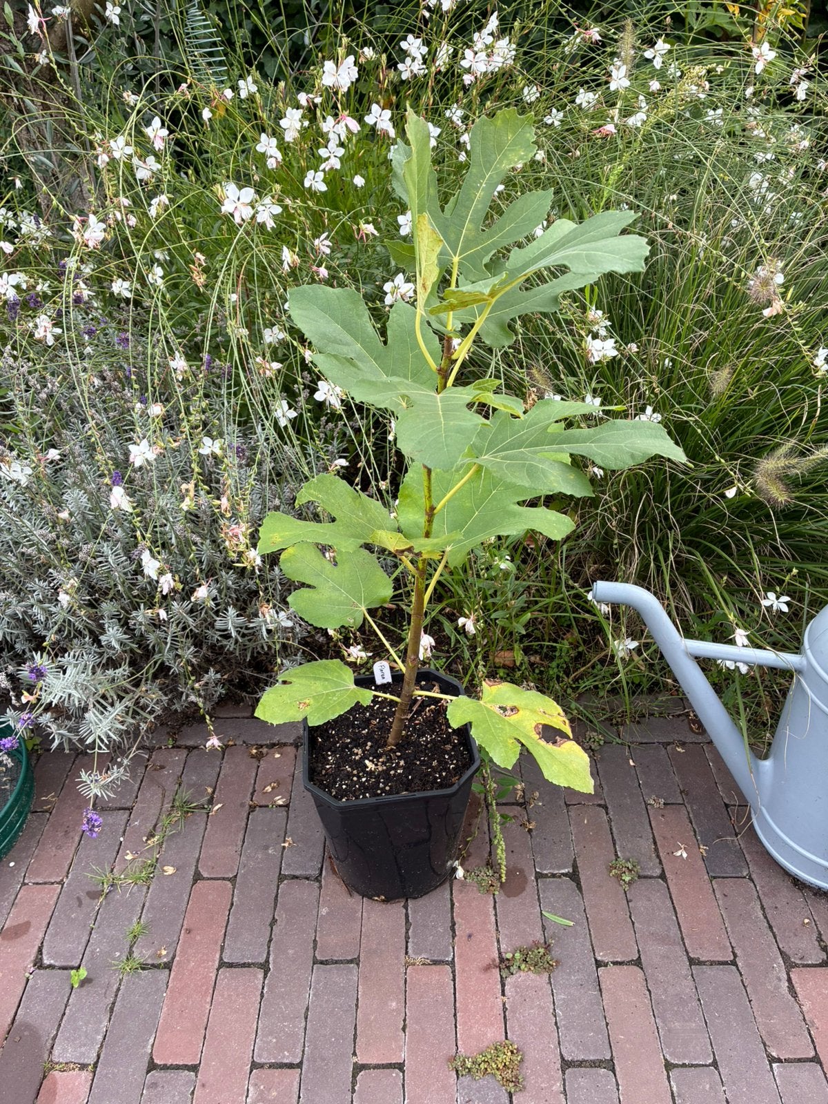 Vijgenboom "Florea" (vroeg en productief), Minder dan 100 cm, Volle zon, In pot, Ophalen of Verzenden