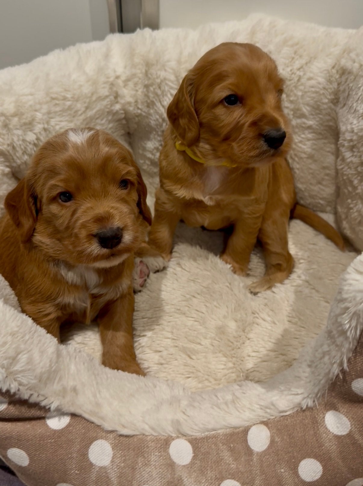 Prachtige F1 Cockapoo pups uit geteste ouders., Parvo, 8 tot 15 weken, Meerdere dieren, Eén hond