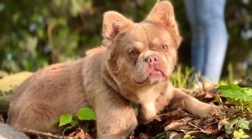 Franse Bulldog Dekreu, Dieren en Toebehoren, Reu, Bulldog, Eén hond, CDV (hondenziekte)