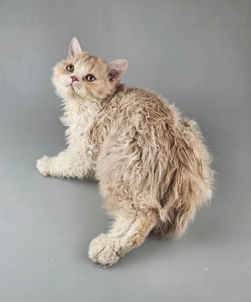 Selkirk Rex kitten kater met stamboom, Kater, Met stamboom, 0 tot 2 jaar