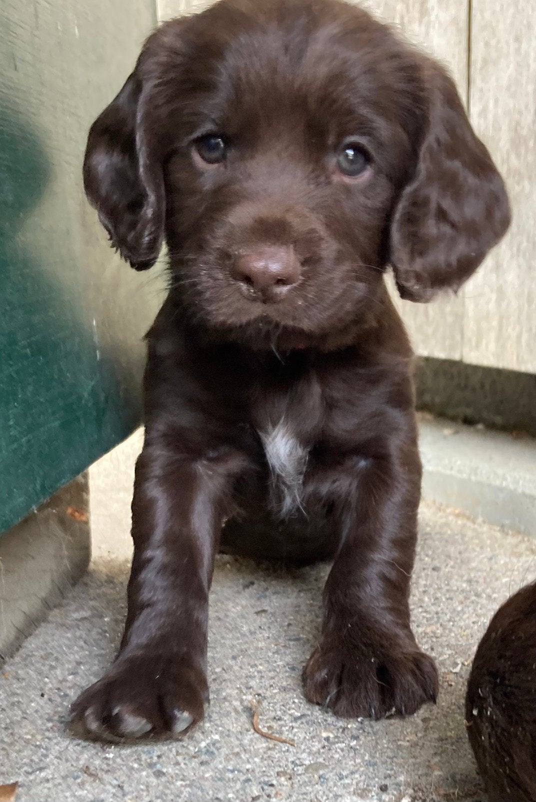 Engelse springer spaniël pups, Parvo, 8 tot 15 weken, Meerdere, Meerdere dieren