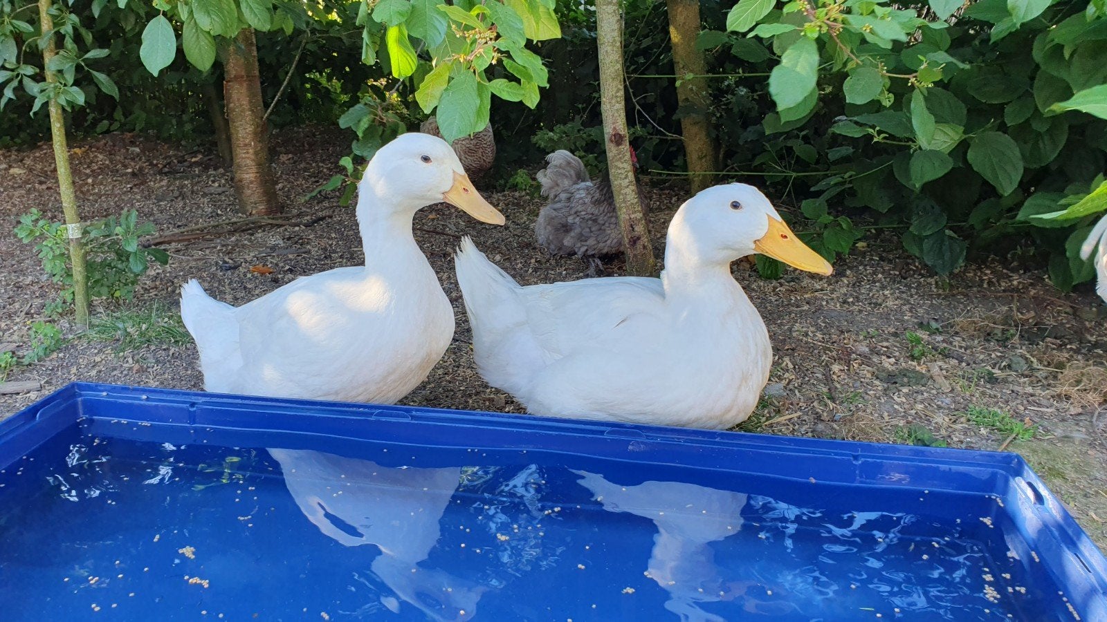 Peking eenden kuikens, Dieren en Toebehoren, Pluimvee, Meerdere dieren, Eend