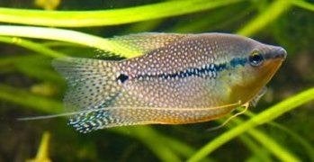 Diamant Gourami - mooie vissen voor het tropisch aquarium, Dieren en Toebehoren, Vissen | Aquariumvissen, Vis, Zoetwatervis