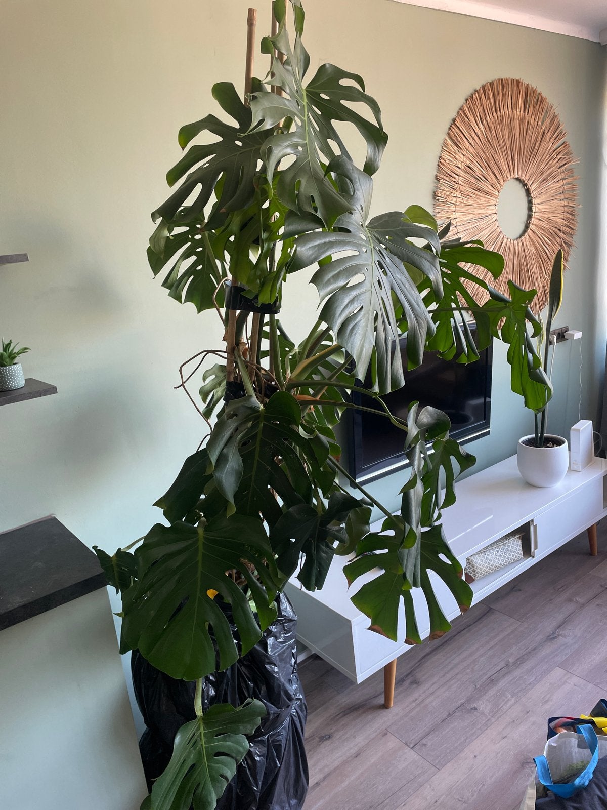 Grote Monstera Deliciosa - Kamerplant, 200 cm of meer, Overige soorten, In pot, Groene kamerplant