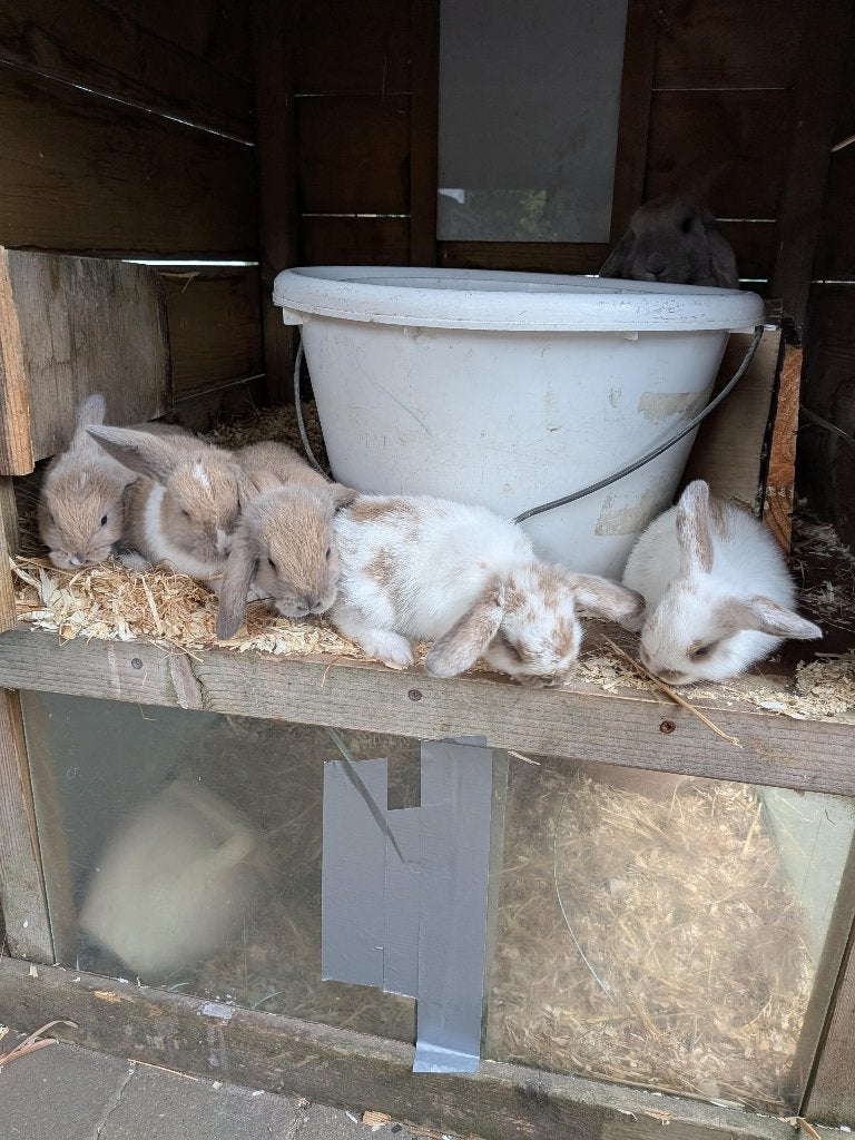 Hele leuke tamme nhd konijntjes te koop!!, Dieren en Toebehoren, Konijnen, Mannelijk, Middelgroot, Hangoor, 0 tot 2 jaar