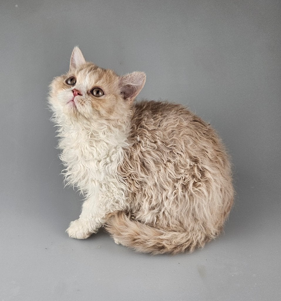 Selkirk Rex jong katertje creme en wit met stamboom, Kater, Met stamboom, 0 tot 2 jaar