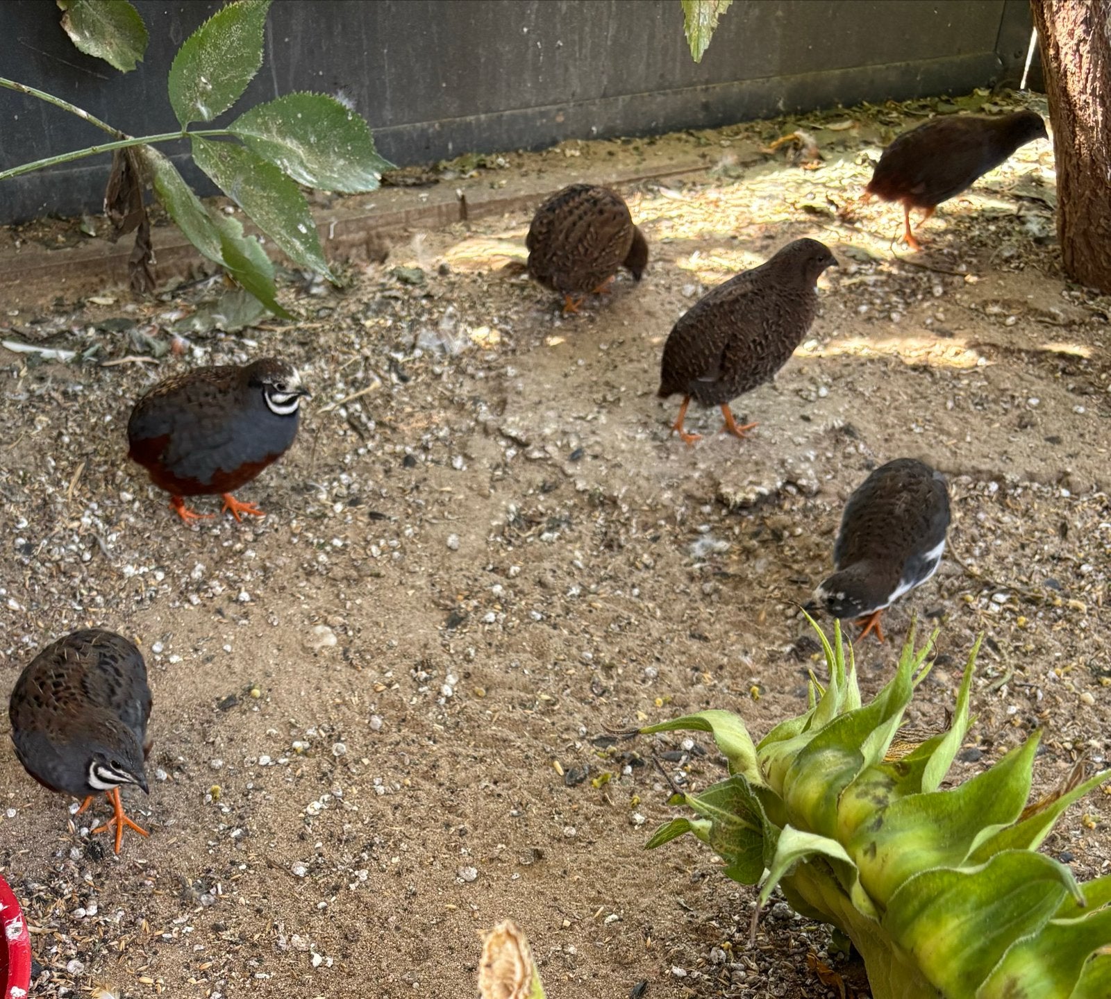 Paartje chinese dwergkwartels natuurbroed, Dieren en Toebehoren, Vogels | Overige Vogels, Meerdere dieren