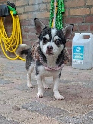 Prachtig black sable husky marked chihuahua teefje, Parvo, 1 tot 2 jaar, Teef, Eén hond