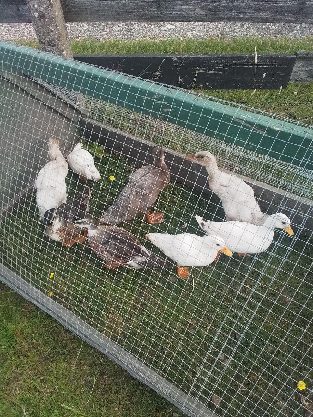 Kwakers en loopeenden, Dieren en Toebehoren, Meerdere dieren, Eend