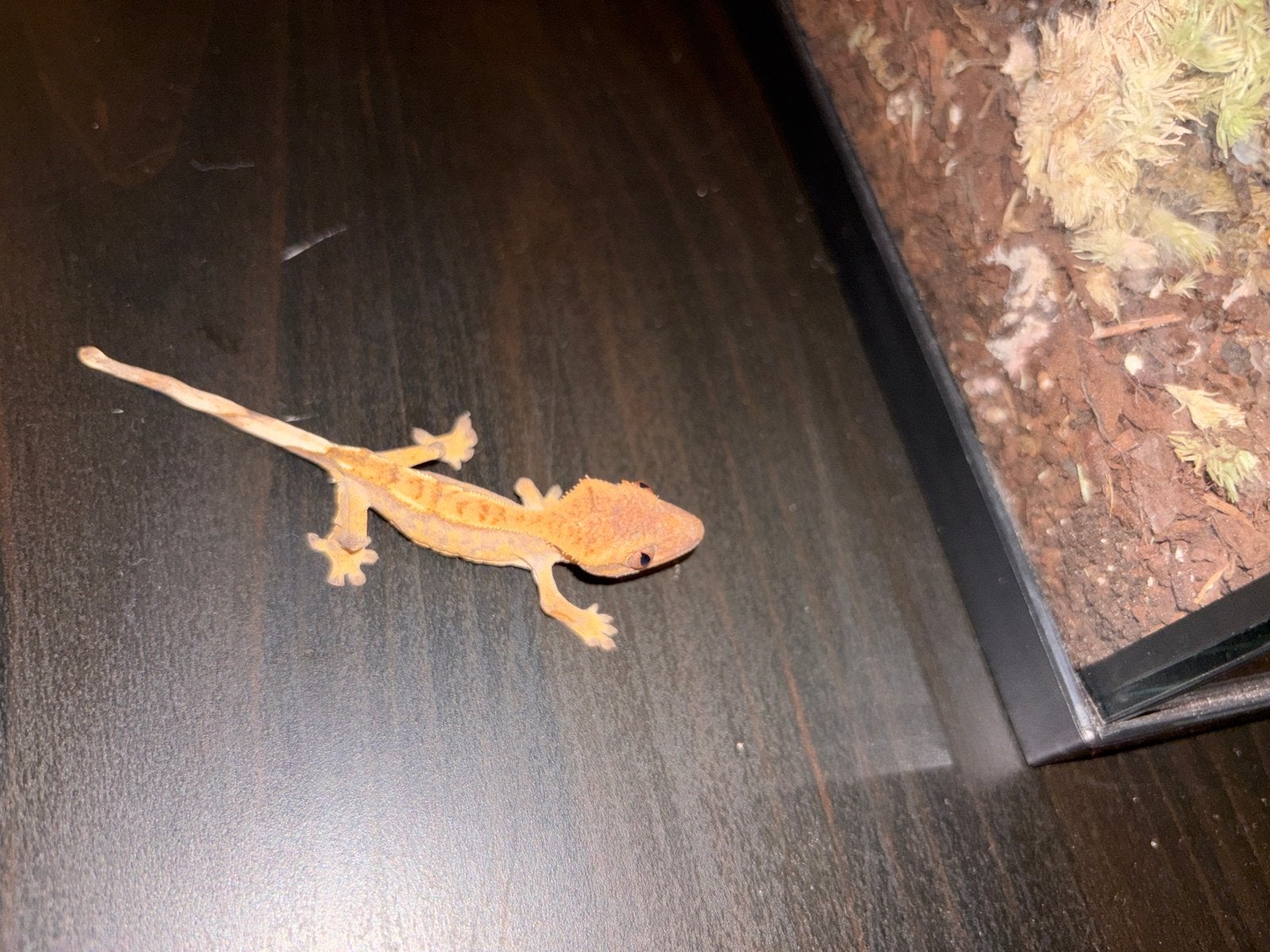 Crested gecko (wimper gecko) + pangea food Crested Gecko photo 2