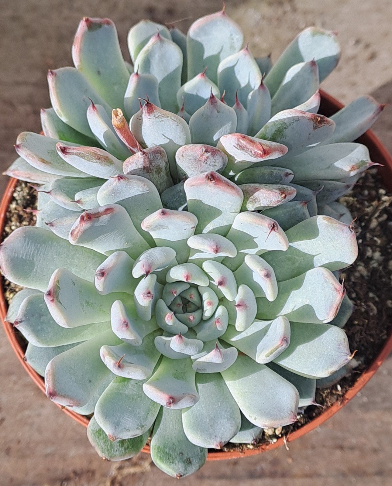 Vetplantjes, Ophalen of Verzenden, Halfschaduw, Minder dan 100 cm