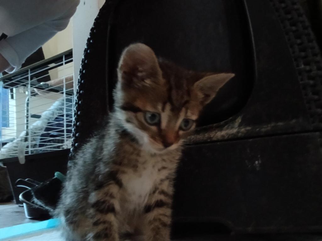 Kitten mannetje, Kater