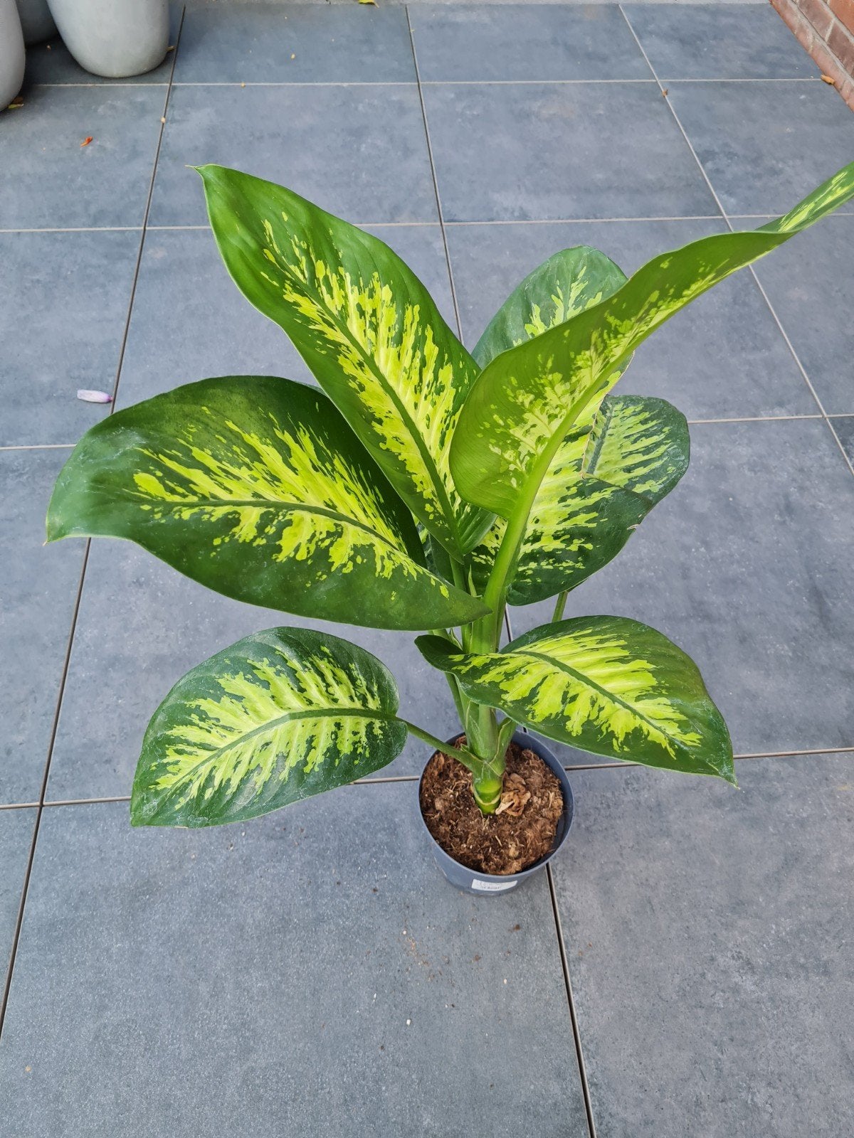 Dieffenbachia kamerplant, 85 cm hoog, Ophalen of Verzenden, Halfschaduw, Minder dan 100 cm