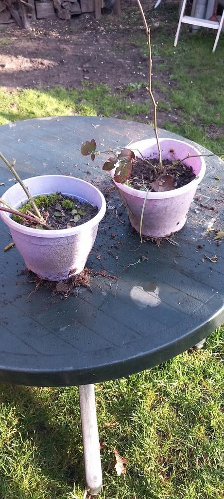 Doornloze Zoete Braam Struik in Kweekpot, Ophalen, Volle zon, Vaste plant, Zomer