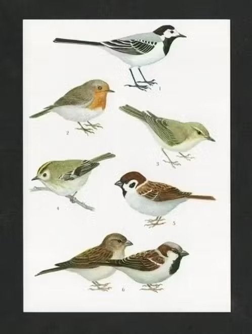 Kwikstaart Roodborstje Ringmus Huismus Goudhaantje Fitis., Ophalen of Verzenden, 1980 tot heden, Ongelopen, Vogel
