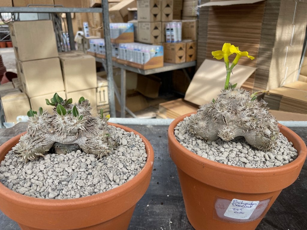 Caudex Pachypodium Brevicaule van oorsprong Madagaskar, Overige soorten, Ophalen of Verzenden, In pot, Minder dan 100 cm