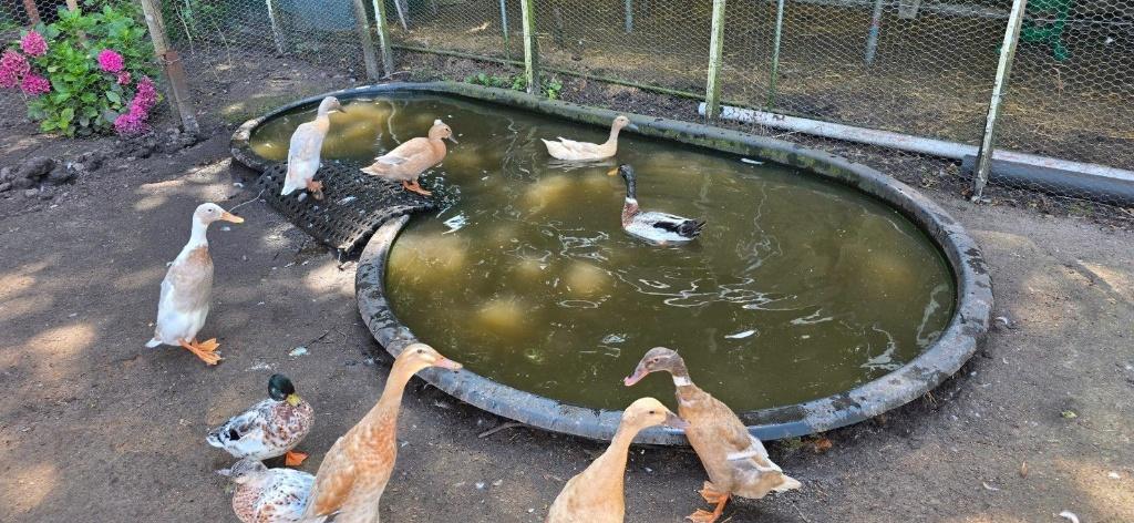 KWAKERTJE GEZOCHT, VROUW, Dieren en Toebehoren, Vrouwelijk, Eend