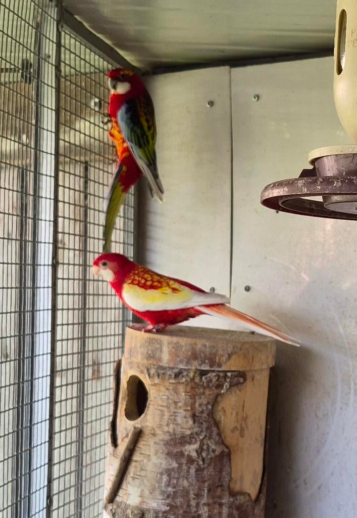 Rosella koppel te koop, Meerdere dieren, Parkiet