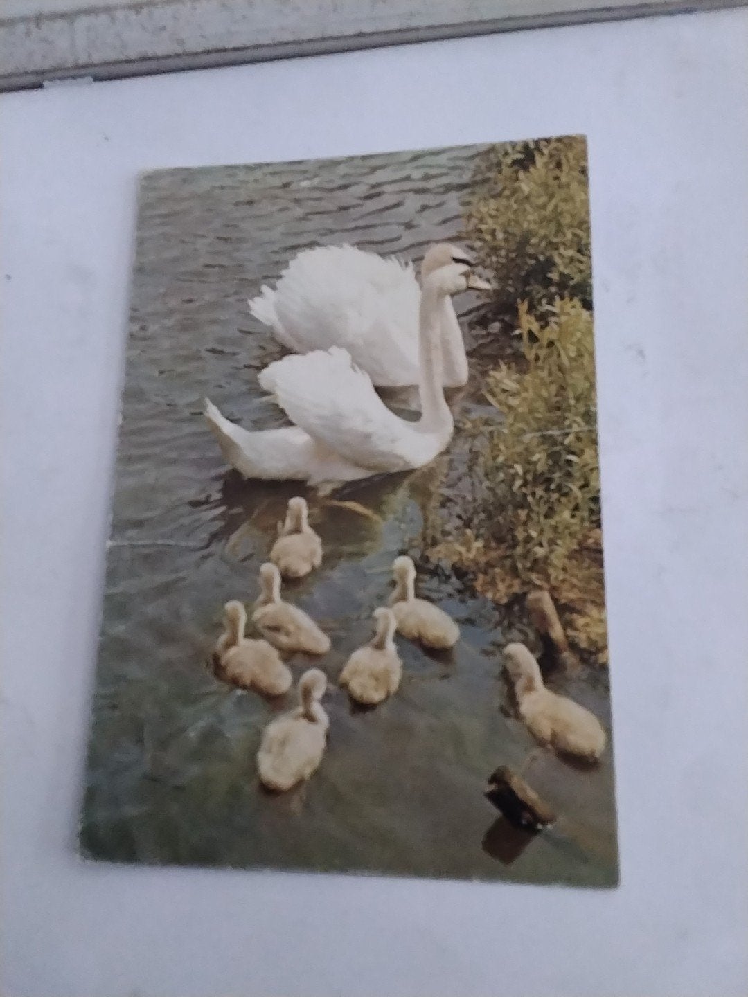 Vintage Ansichtkaart Zwanen met Jonge Zwanen - Frankrijk, Ophalen of Verzenden
