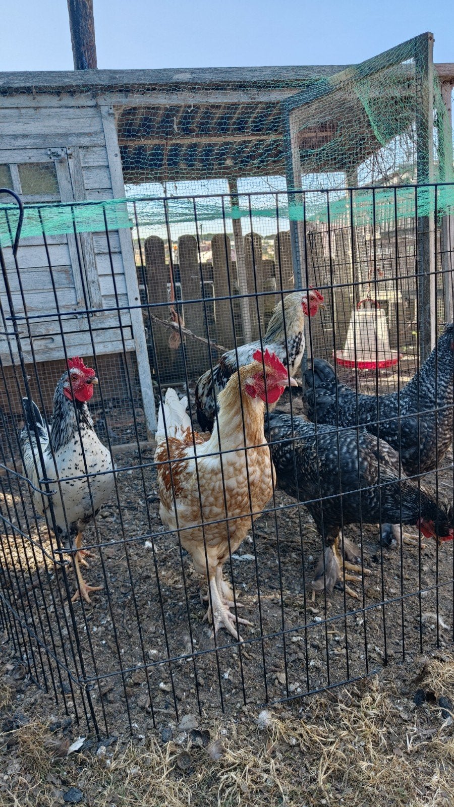 hanen te koop, Mannelijk, Kip