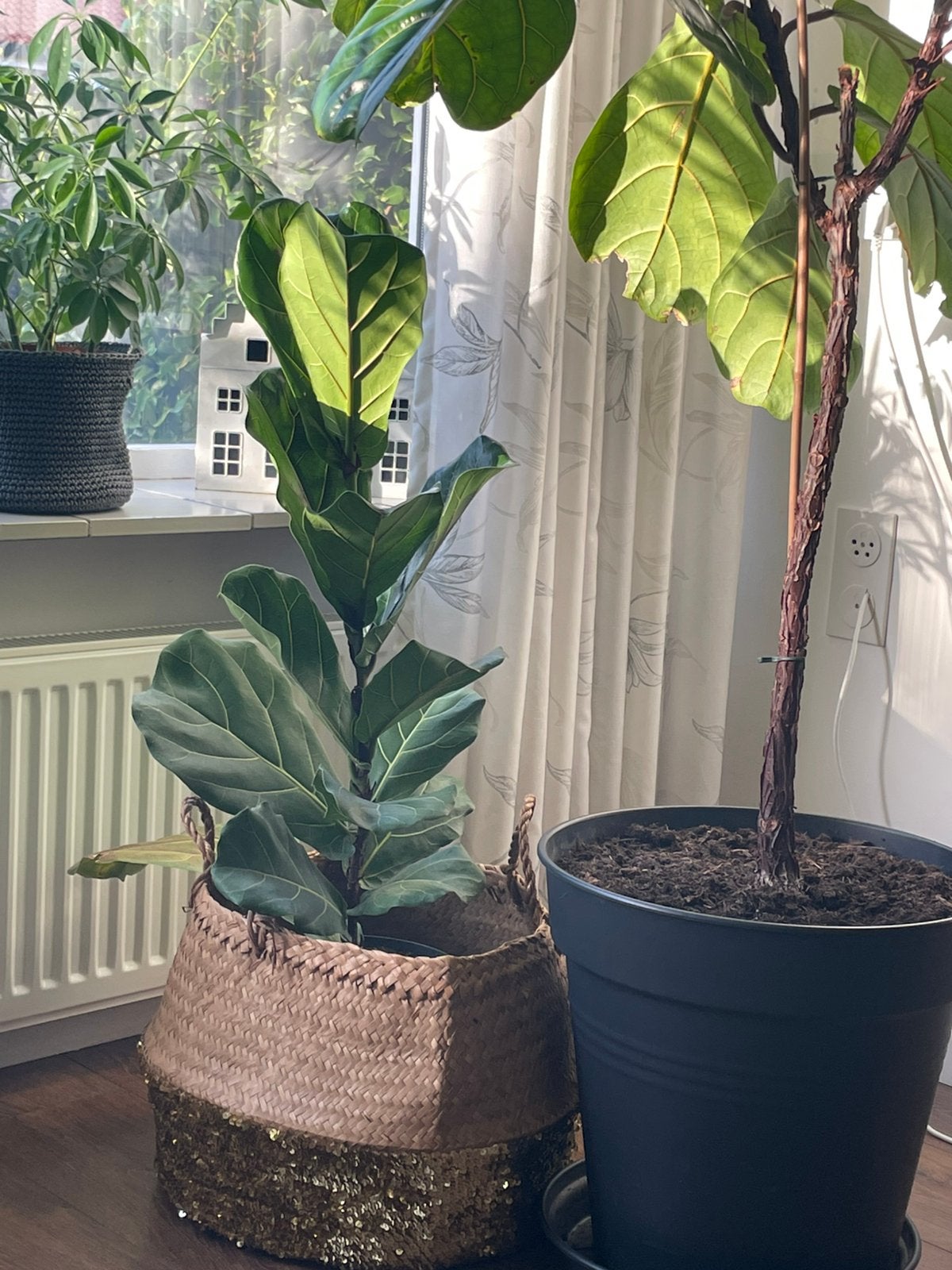 Ficus lyrata - Vioolbladplant - 1 meter hoog, Huis en Inrichting, Ophalen, Ficus, 100 tot 150 cm, Halfschaduw