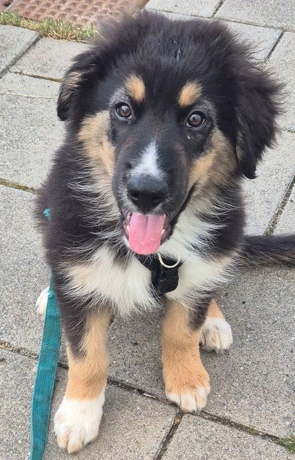 Australian shepherd kruising puppy's, mogen meteen mee., 8 tot 15 weken, Groot, Meerdere, Meerdere dieren