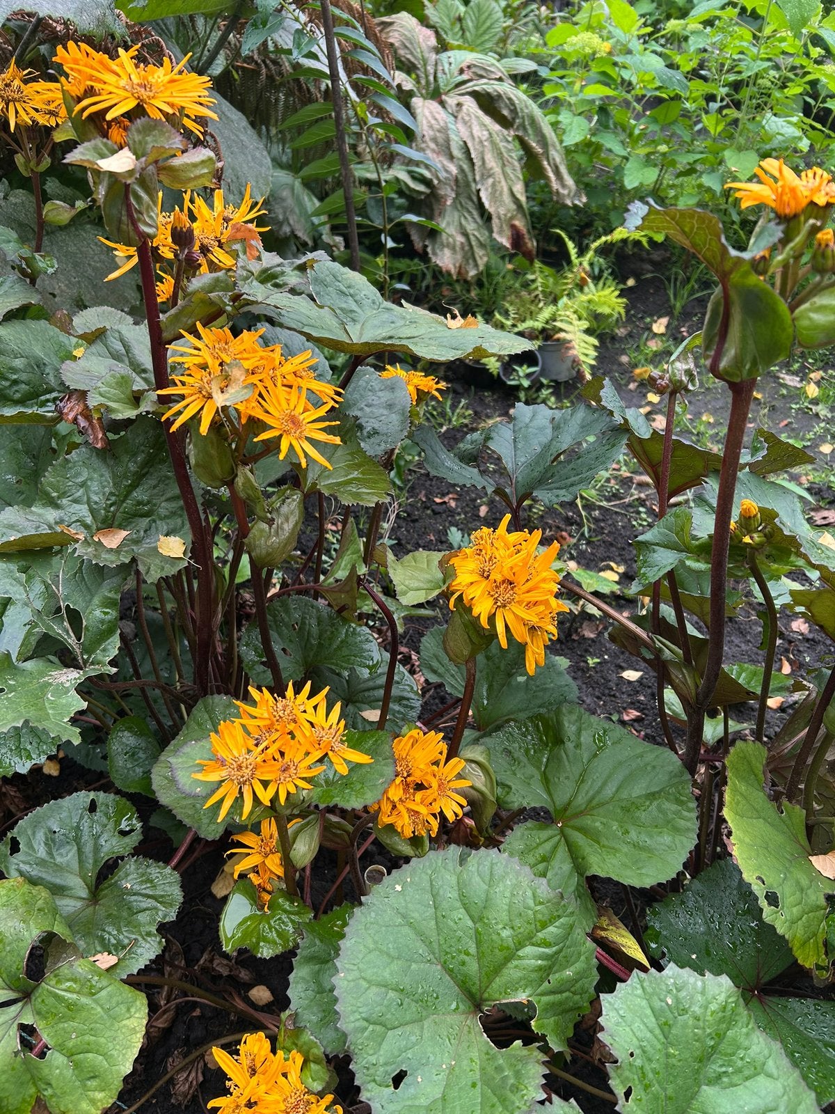 Ligularia Dentata ‘Othello’, Ophalen, Overige soorten, Halfschaduw